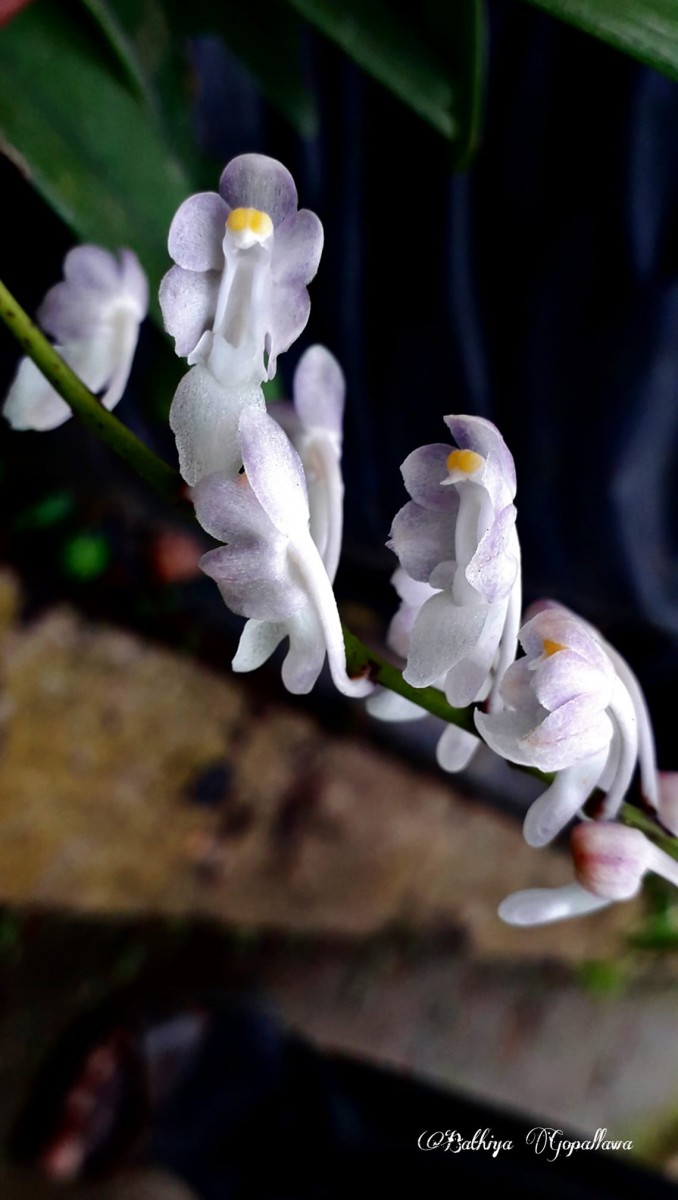 Aerides ringens (Lindl.) C.E.C.Fisch.